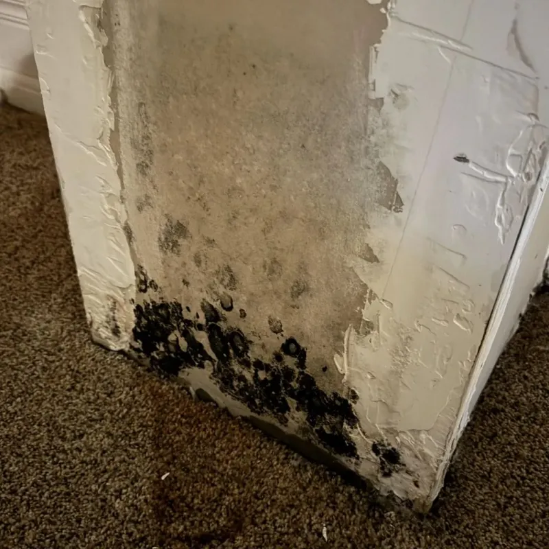 Professional Mold Removal in Sutter, CA
